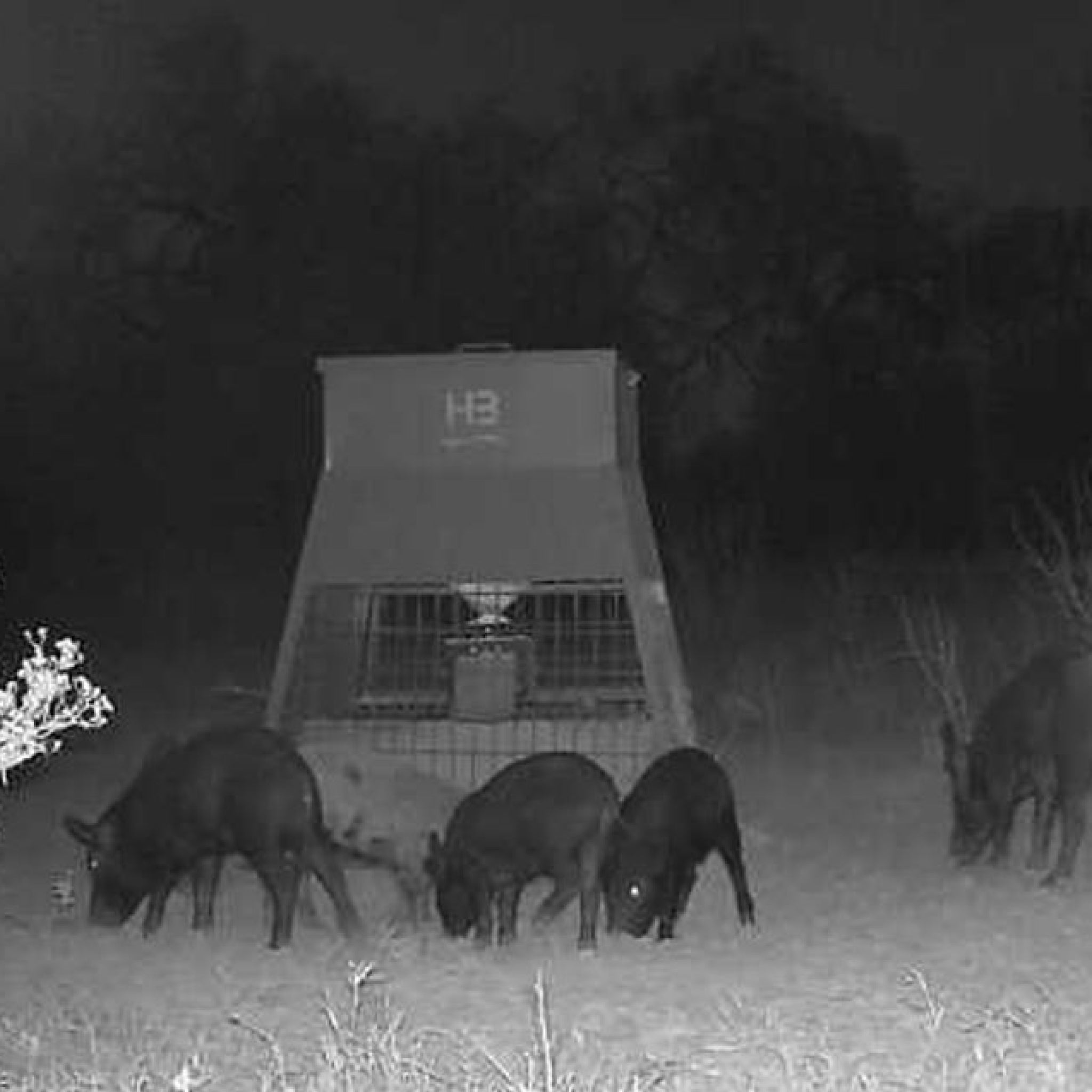Two-Day Hog Hunt in the Heart of Texas Brush Country for Two