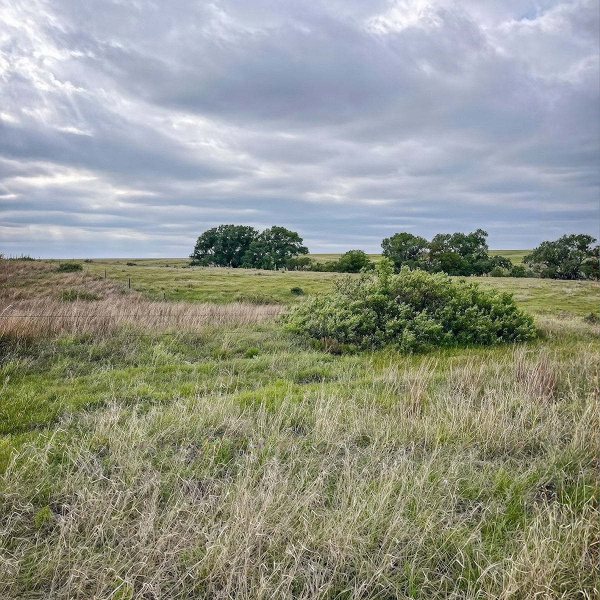 2-Day Kansas Pheasant + Quail Hunt for 4