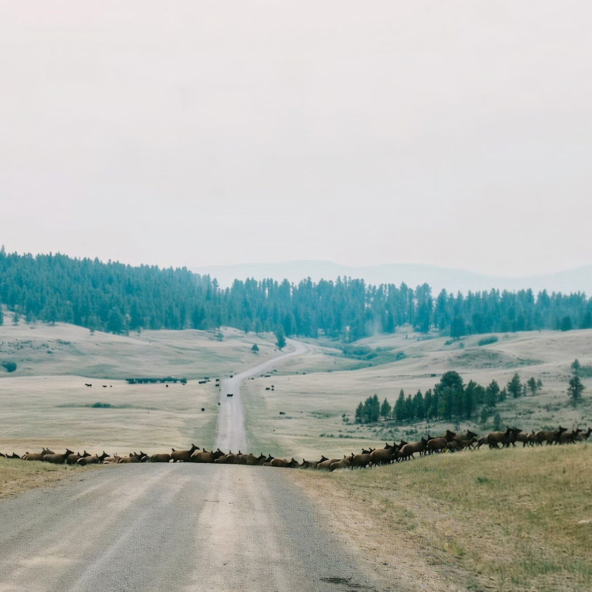 3-Day Montana Cow Elk Hunt for 2 with Lodging