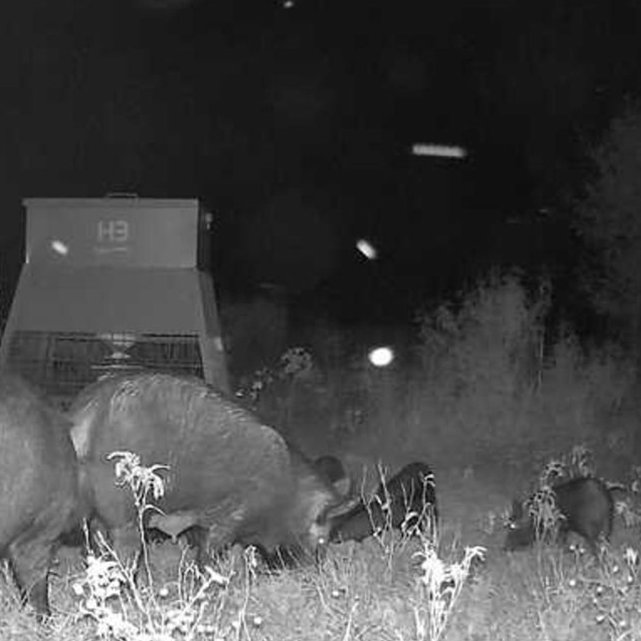 Two-Day Hog Hunt in the Heart of Texas Brush Country for Two
