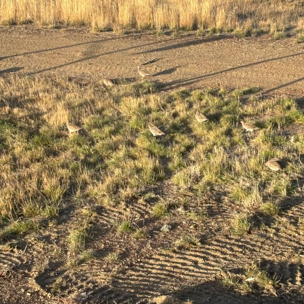 Sharptails & Huns: A Montana Upland Hunt for Four