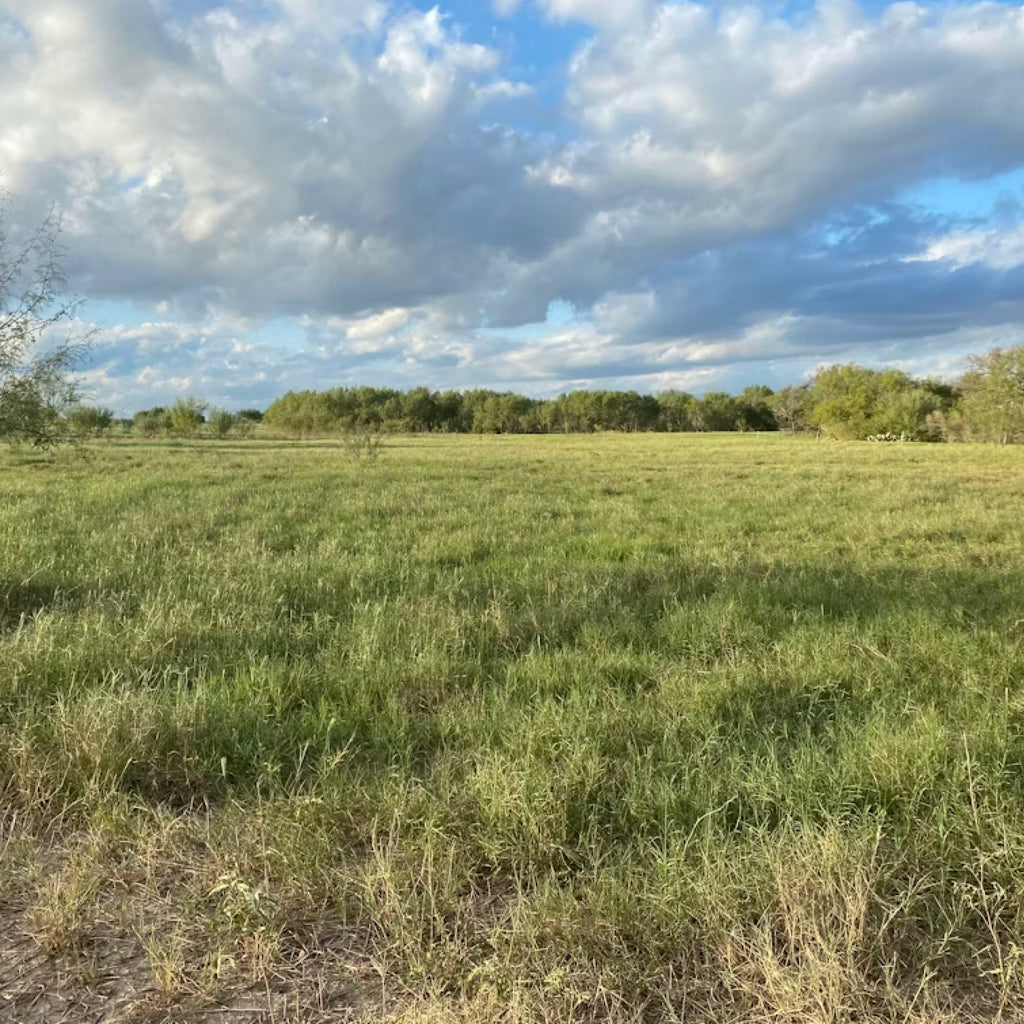 Two-Day Hog Hunt in the Heart of Texas Brush Country for Two