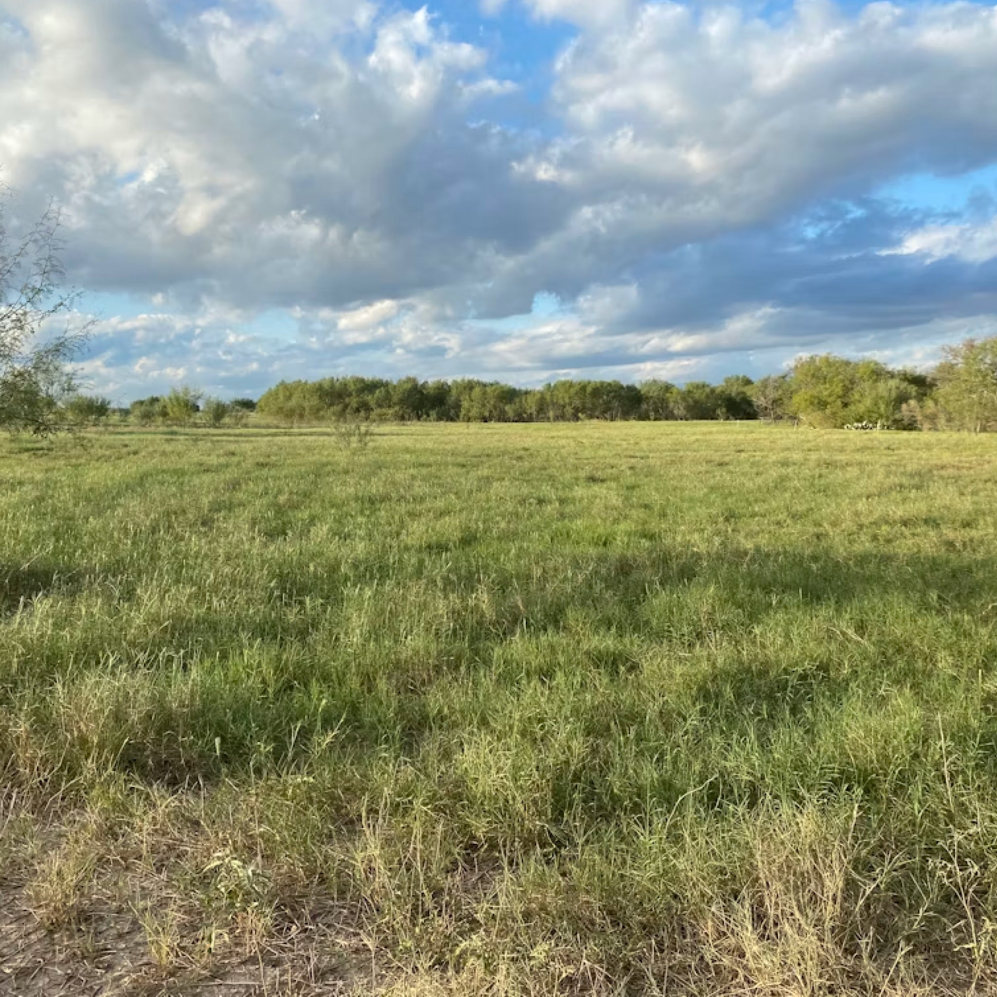 Two-Day Hog Hunt in the Heart of Texas Brush Country for Two