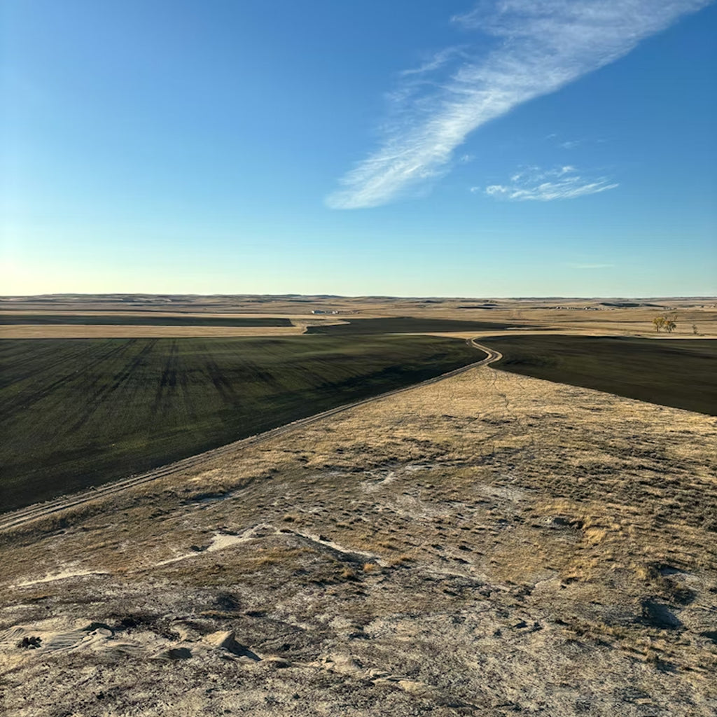 Sharptails & Huns: A Montana Upland Hunt for Four