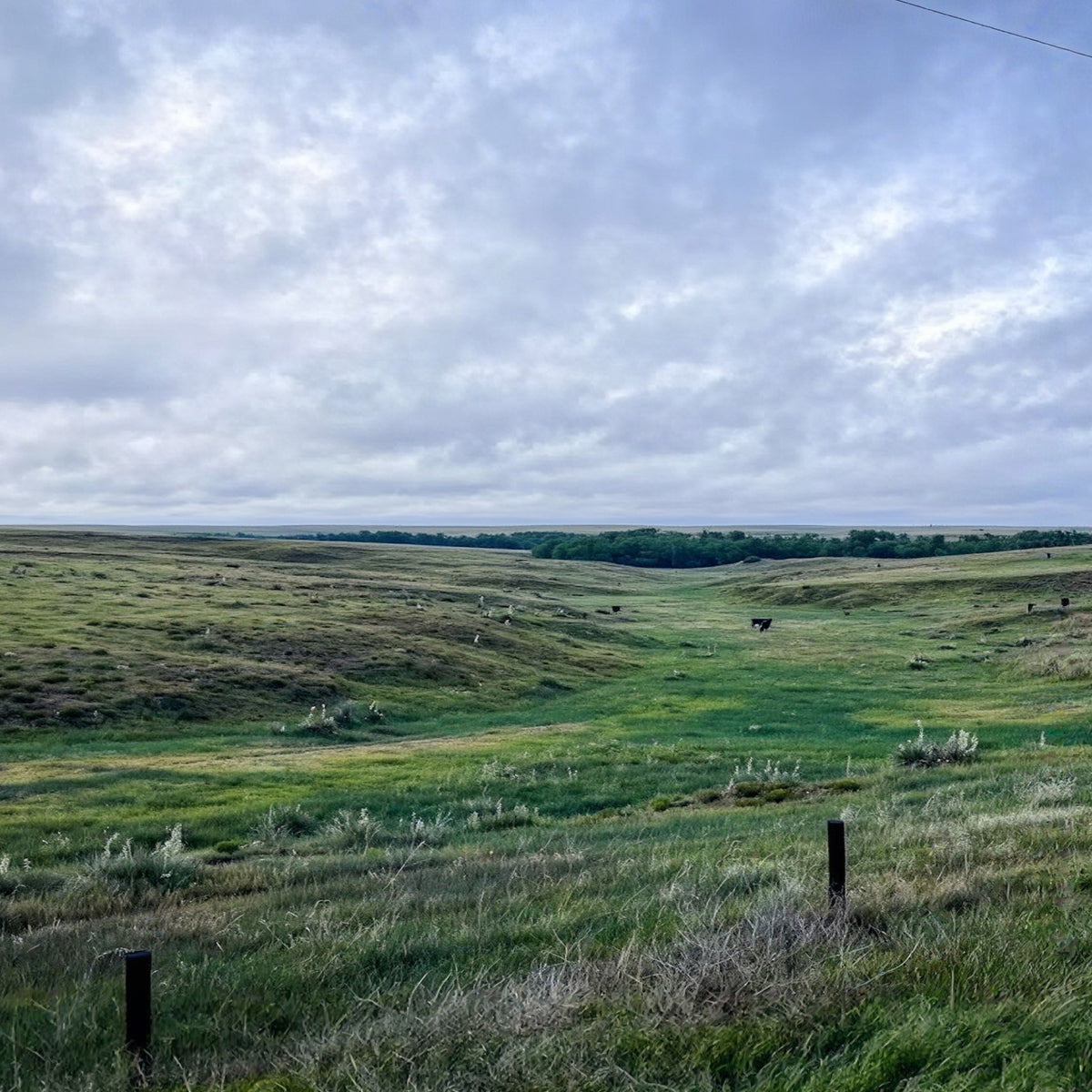 2-Day Kansas Pheasant + Quail Hunt for 4