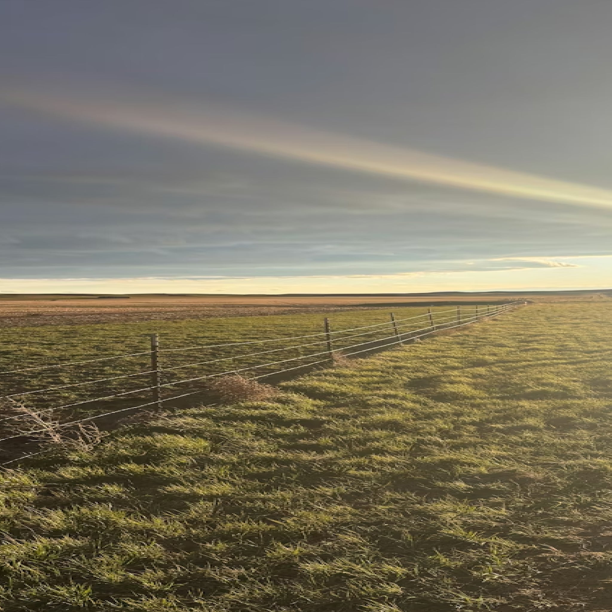 Sharptails & Huns: A Montana Upland Hunt for Four
