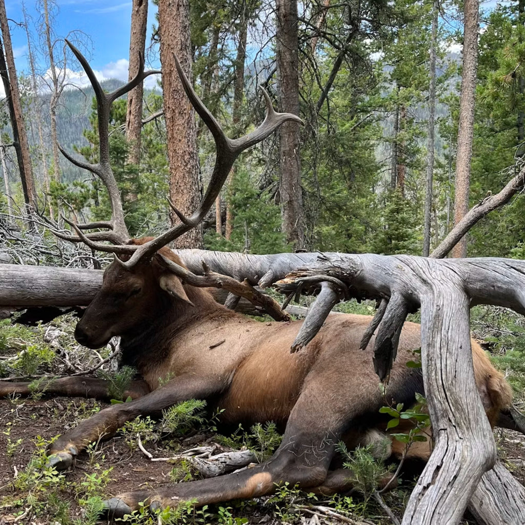 Five-Day OTC Colorado Elk Hunt for Two with Lodging and Trout Fishing