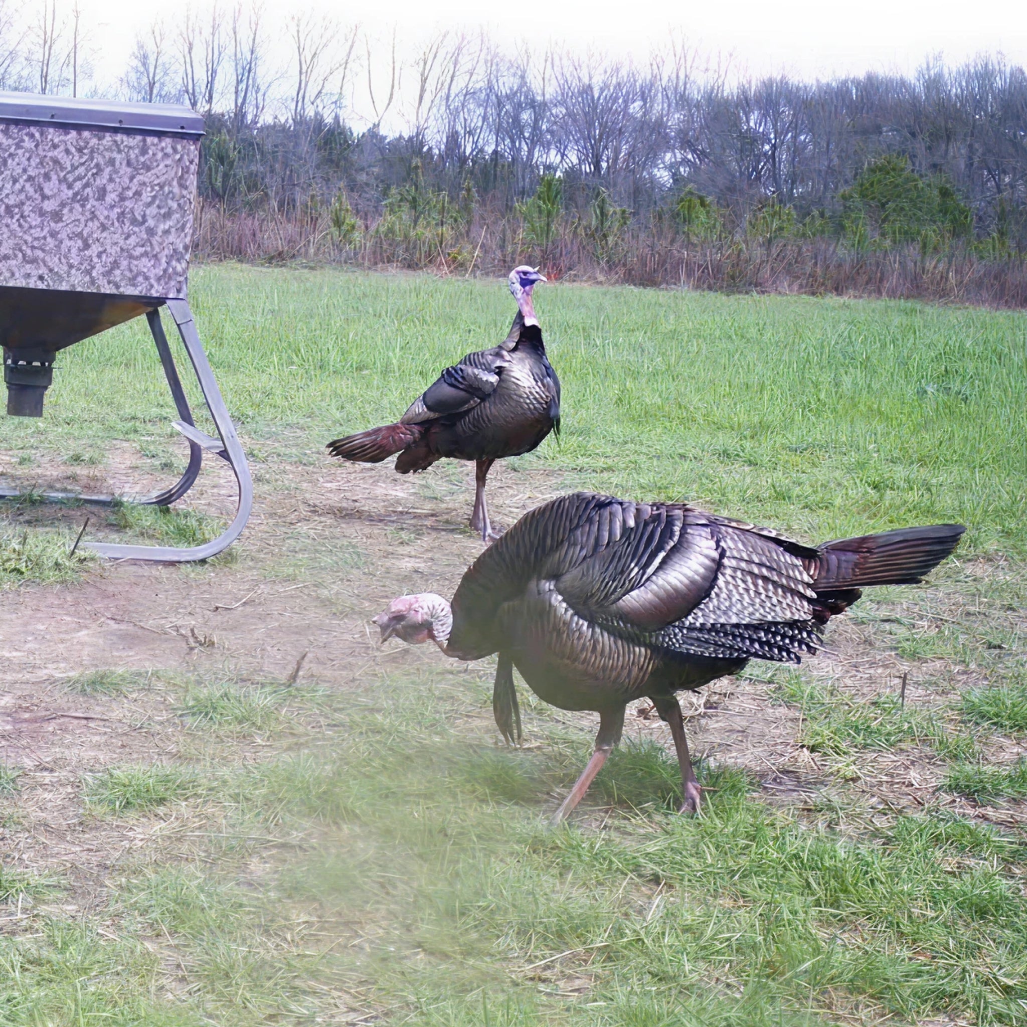 2 Person, 3 Day Eastern Turkey Hunt with Lodging & Fishing in Clio, AL