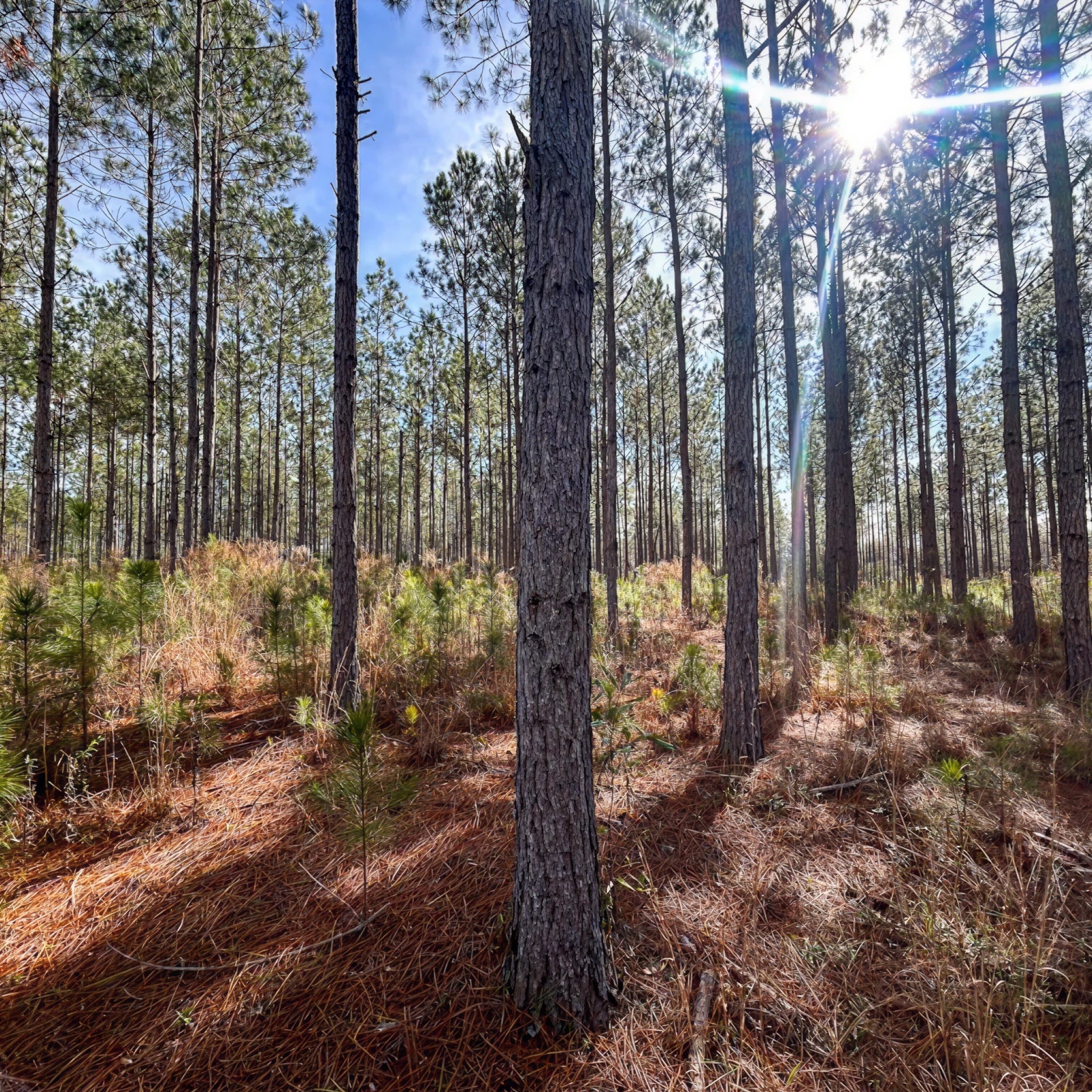 2 Person, 3 Day Eastern Turkey Hunt with Lodging & Fishing in Clio, AL