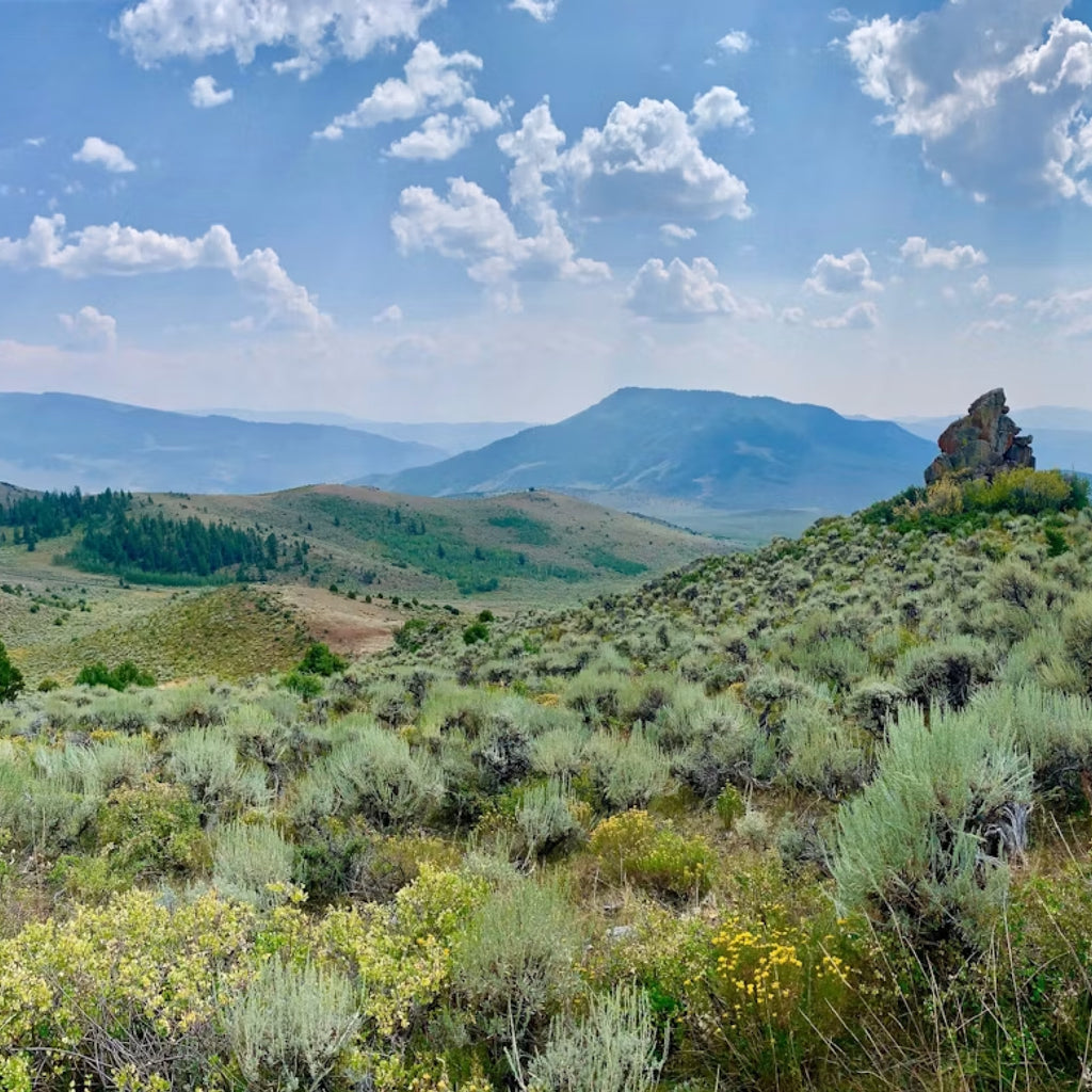Five-Day OTC Colorado Elk Hunt for Two with Lodging and Trout Fishing