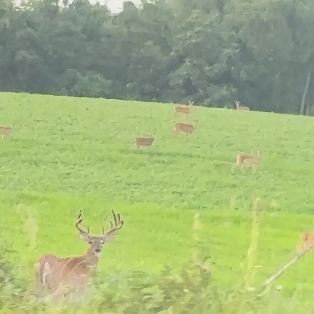 2-Day Ohio Shotgun Whitetail Hunt for 4 with Lodging