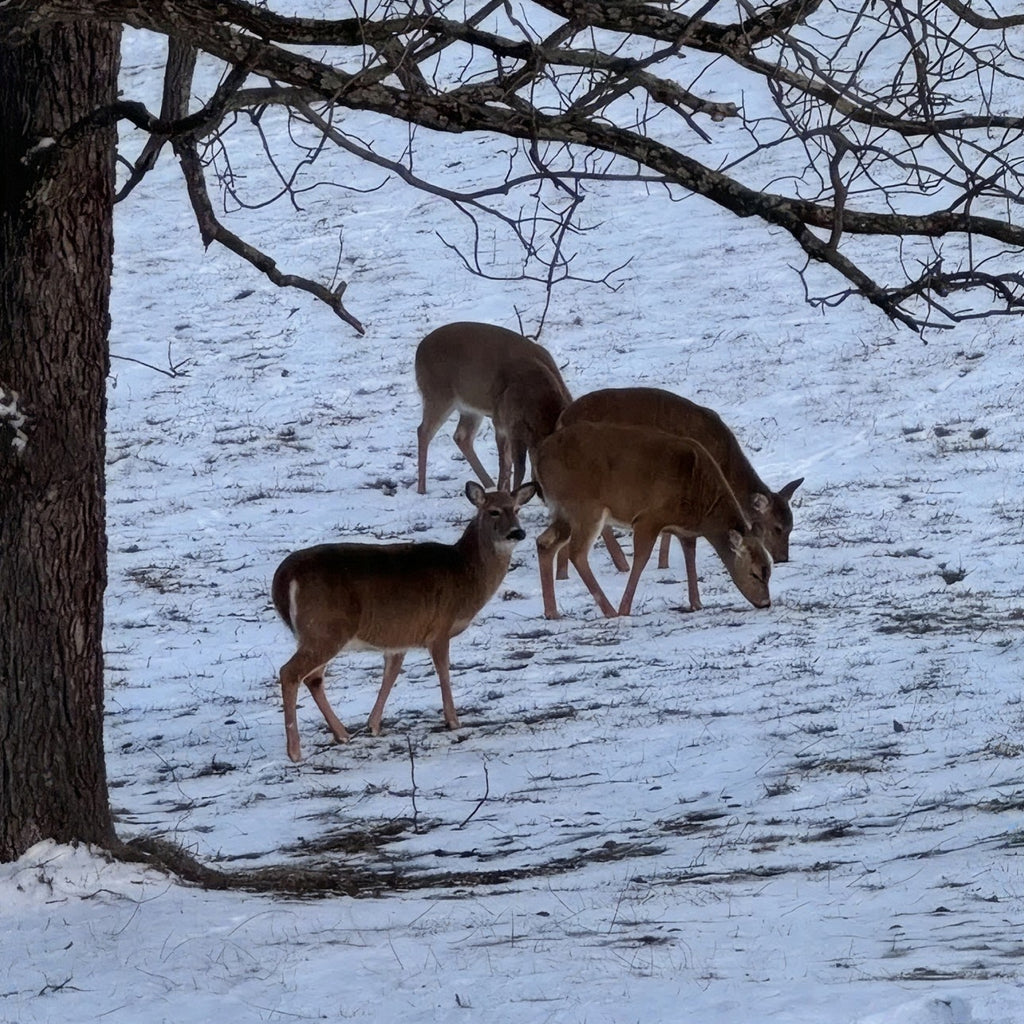 2-Day Ohio Shotgun Whitetail Hunt for 4 with Lodging