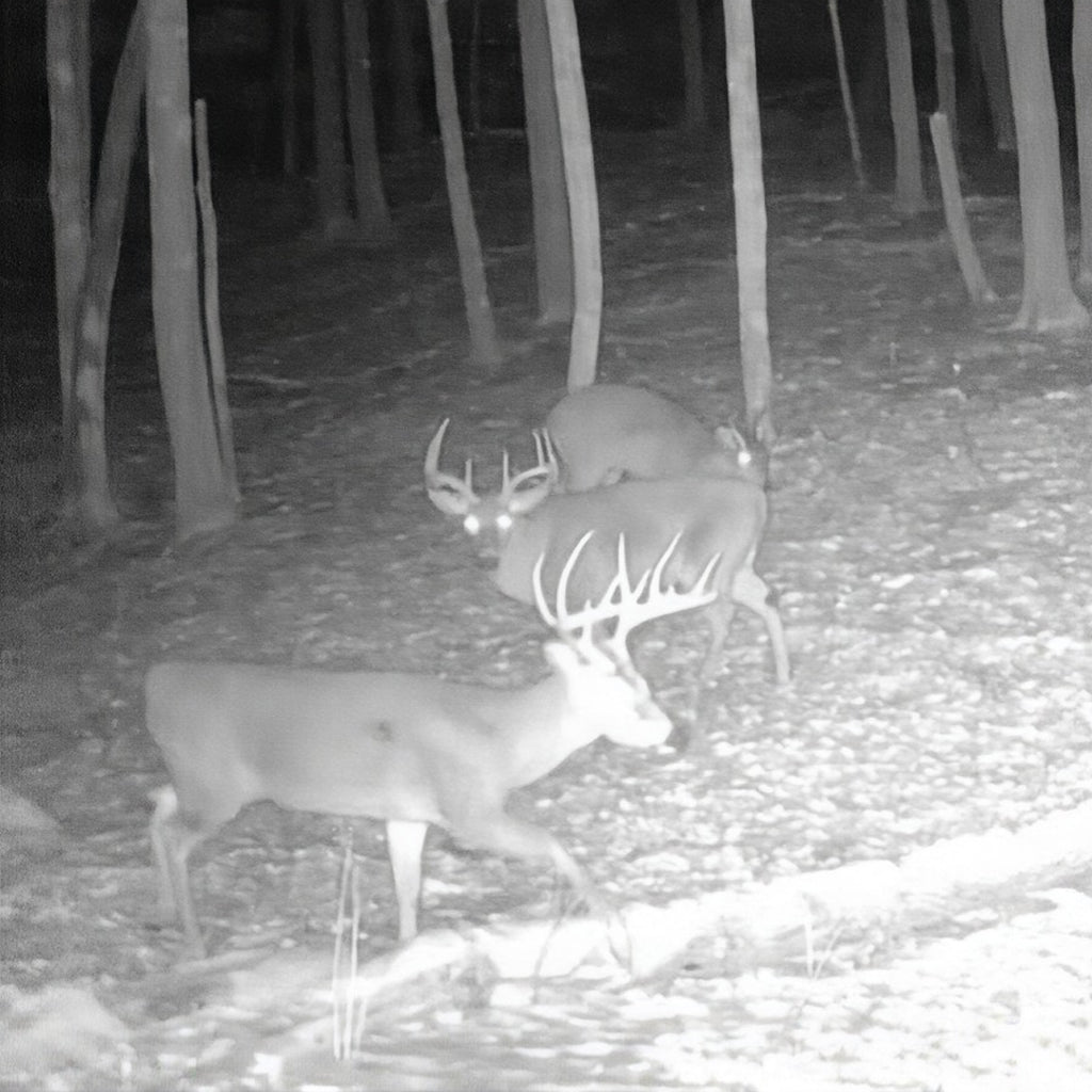 2-Day Ohio Shotgun Whitetail Hunt for 4 with Lodging