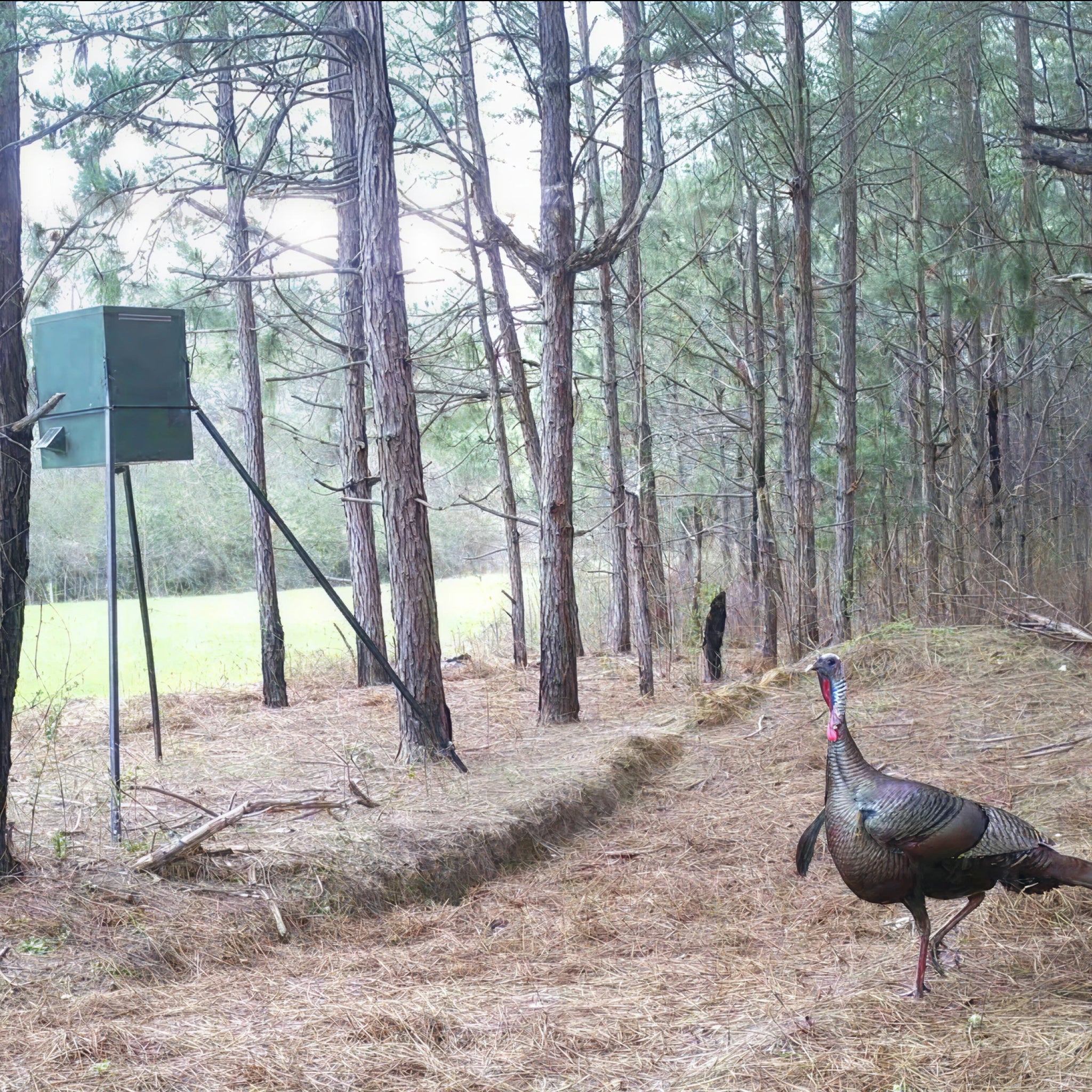 2 Person, 3 Day Eastern Turkey Hunt with Lodging & Fishing in Clio, AL