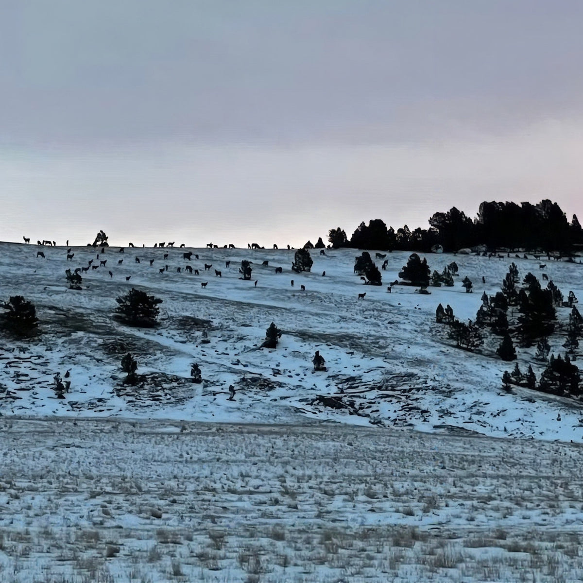 3-Day Montana Cow Elk Hunt for 2 with Lodging