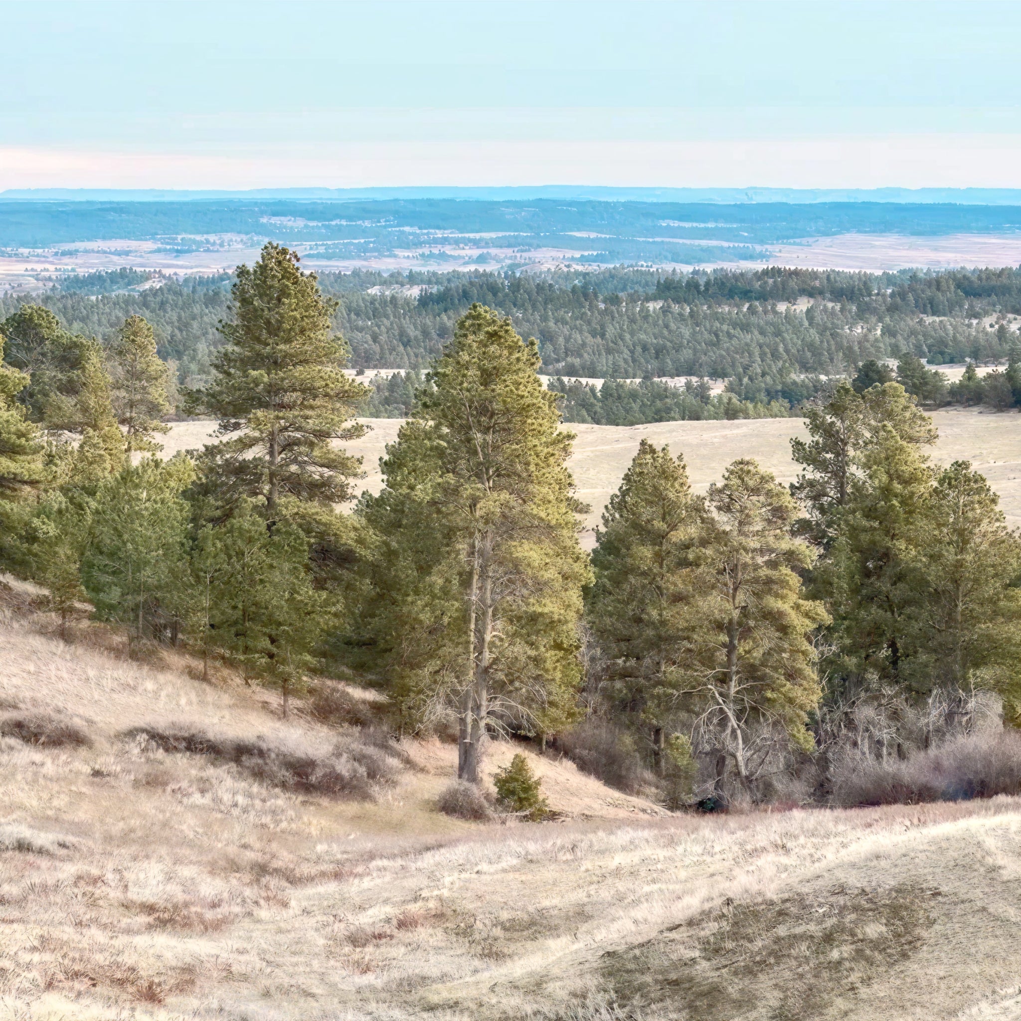 2 Person, 3 Day Merriam's Turkey Hunt with Camping in Forsyth, MT