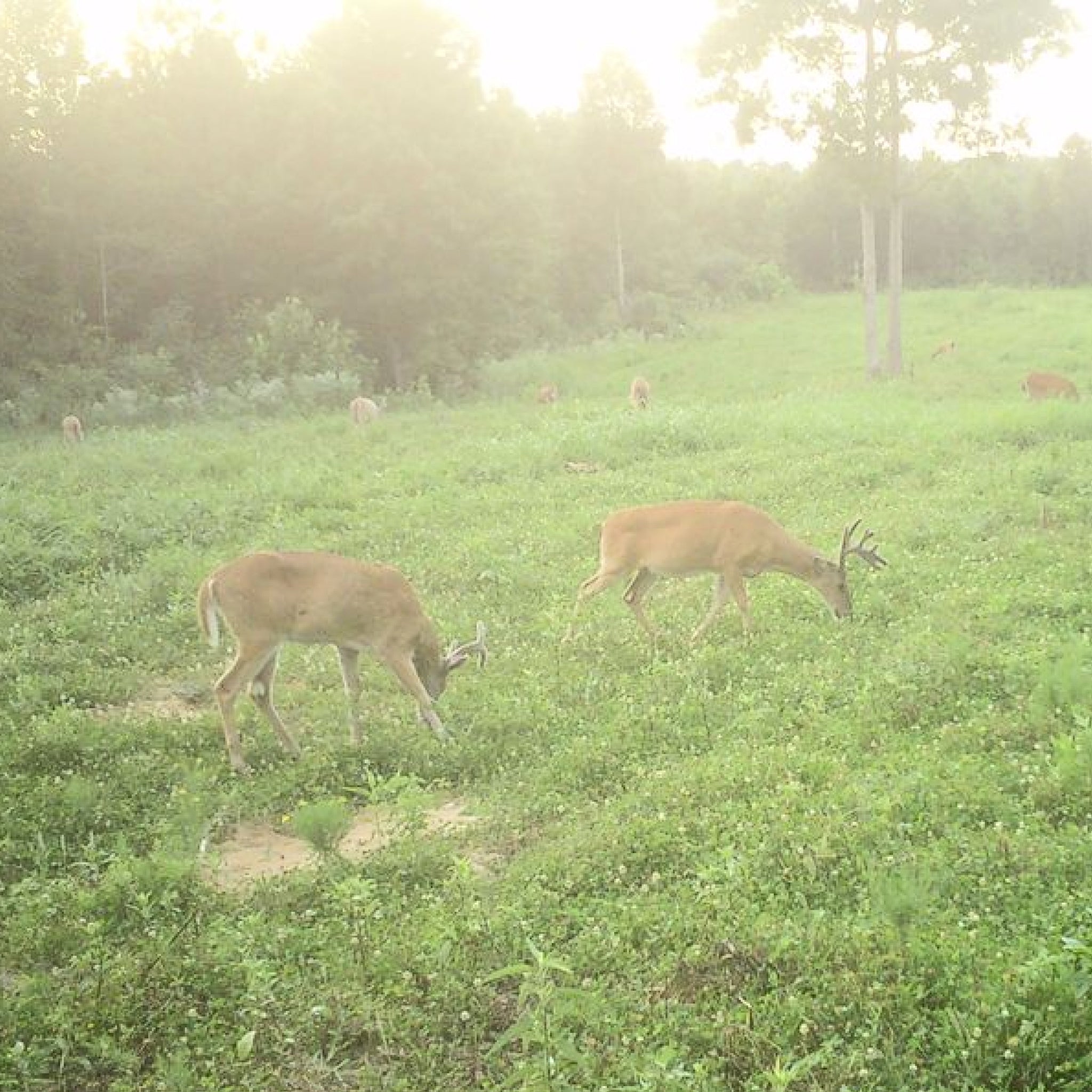 Opening Weekend at Chambers Pond: Whitetail Hunt for Two