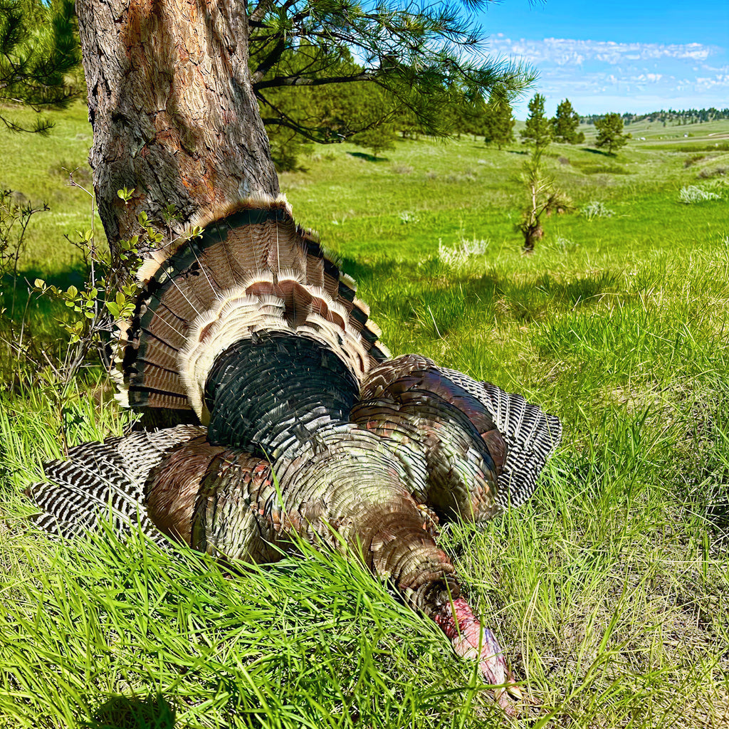 2 Person, 3 Day Merriam's Turkey Hunt with Camping in Forsyth, MT