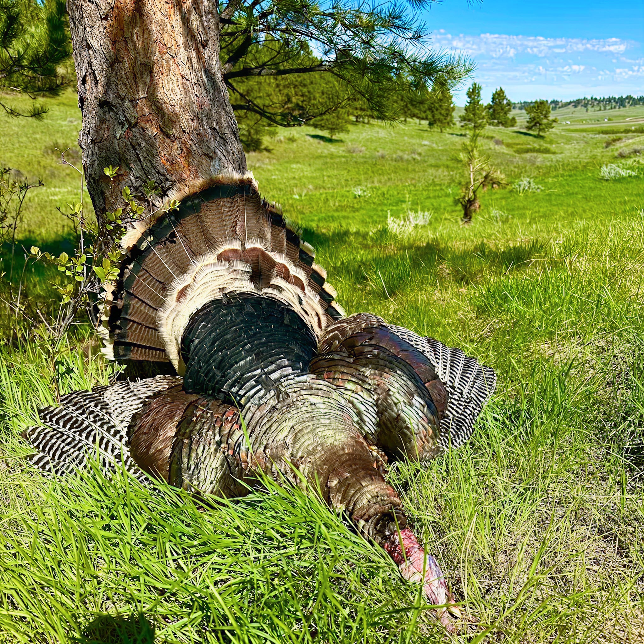 2 Person, 3 Day Merriam's Turkey Hunt with Camping in Forsyth, MT
