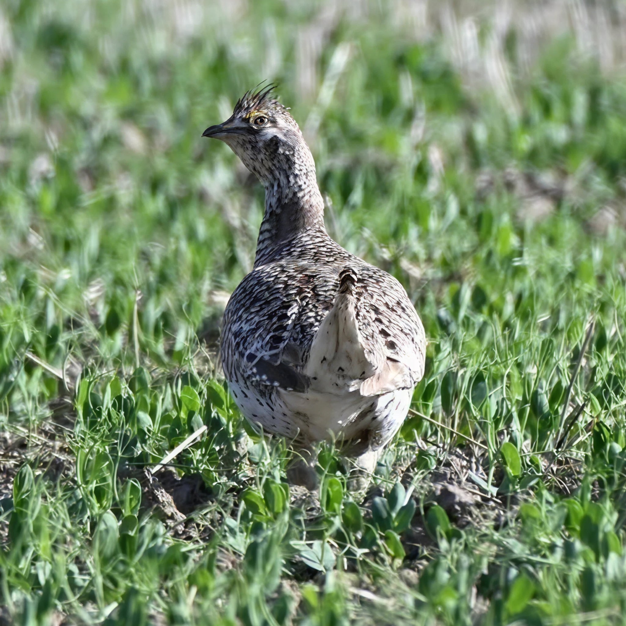 2 Person, 3 Day Upland Hunt with Lodging in Circle, MT