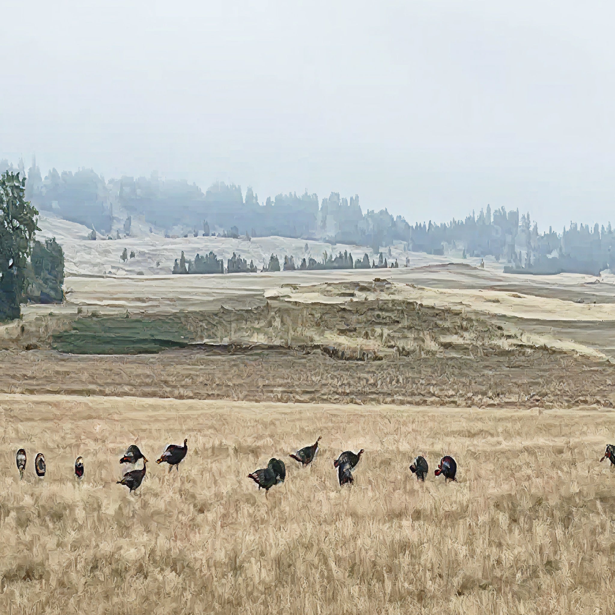 2 Person, 3 Day Merriam's Turkey Hunt with Camping in Forsyth, MT