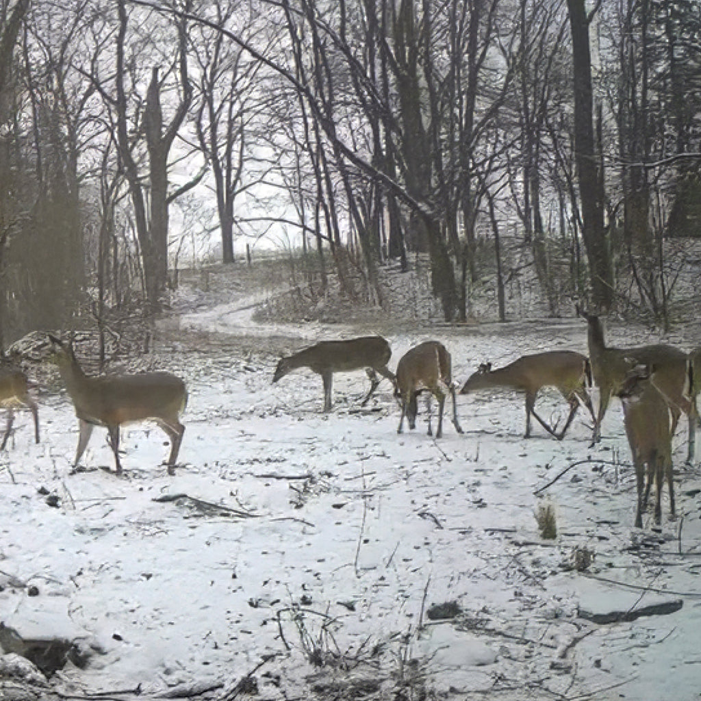 2 Person, 3 Day Whitetail Opening Gun Weekend & Fishing in Huntington, IN