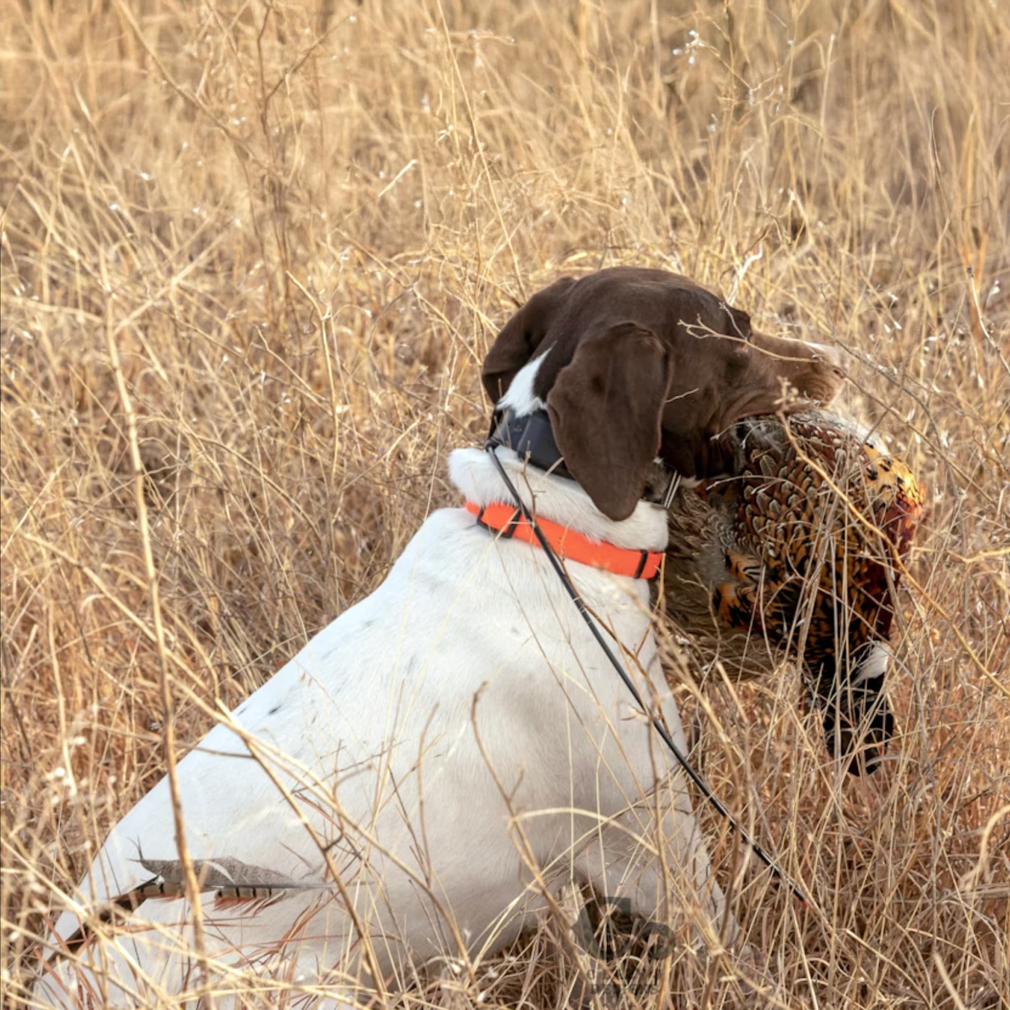 2 Person, 3 Day Pheasant and Quail Hunt with Lodging in Leoti, KS