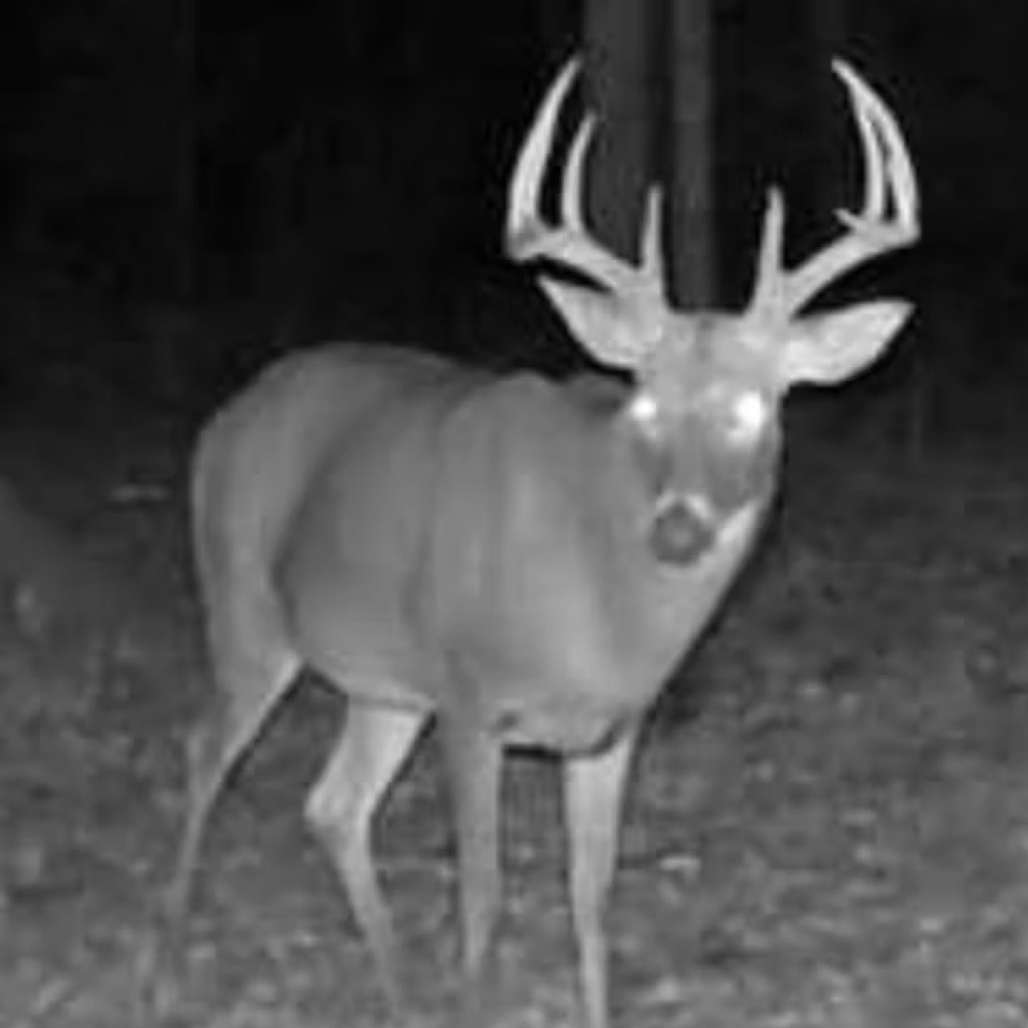 2 Person, 3 Day Whitetail Opening Gun Weekend & Fishing in Huntington, IN