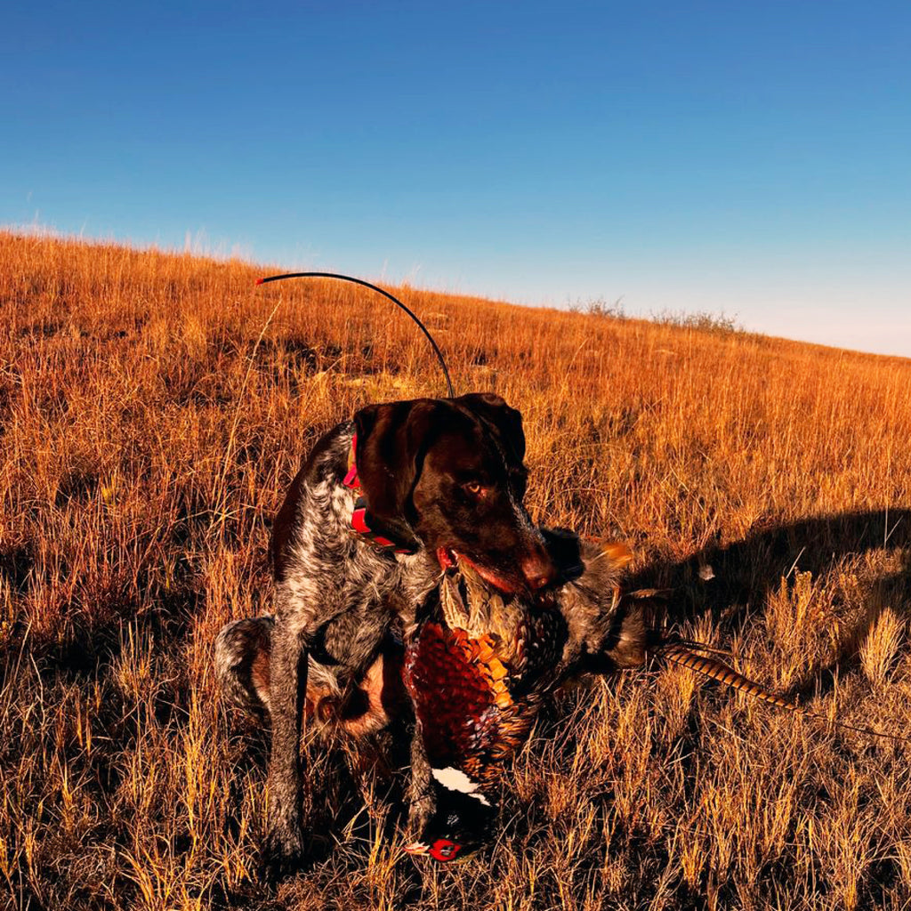 2 Person, 3 Day Upland Hunt with Lodging in Beach, ND