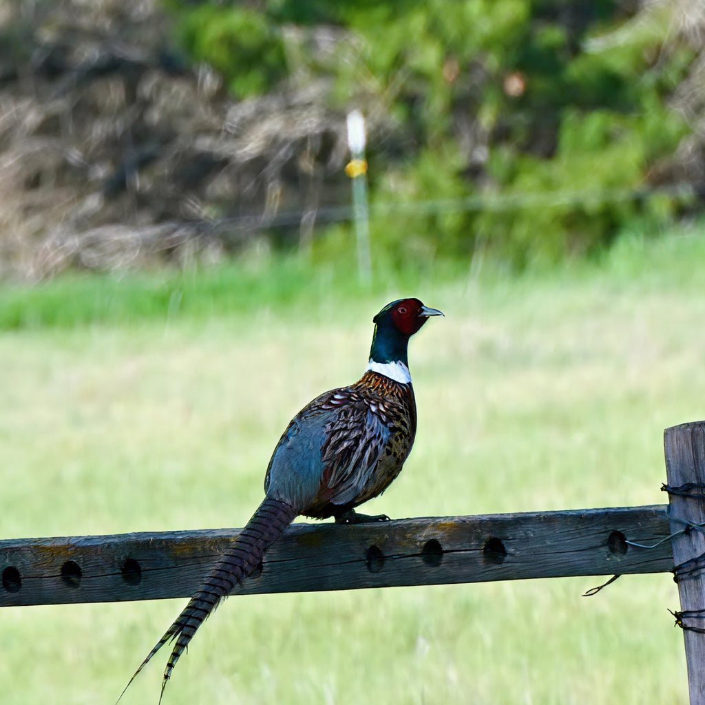 2 Person, 3 Day Upland Hunt with Lodging in Circle, MT