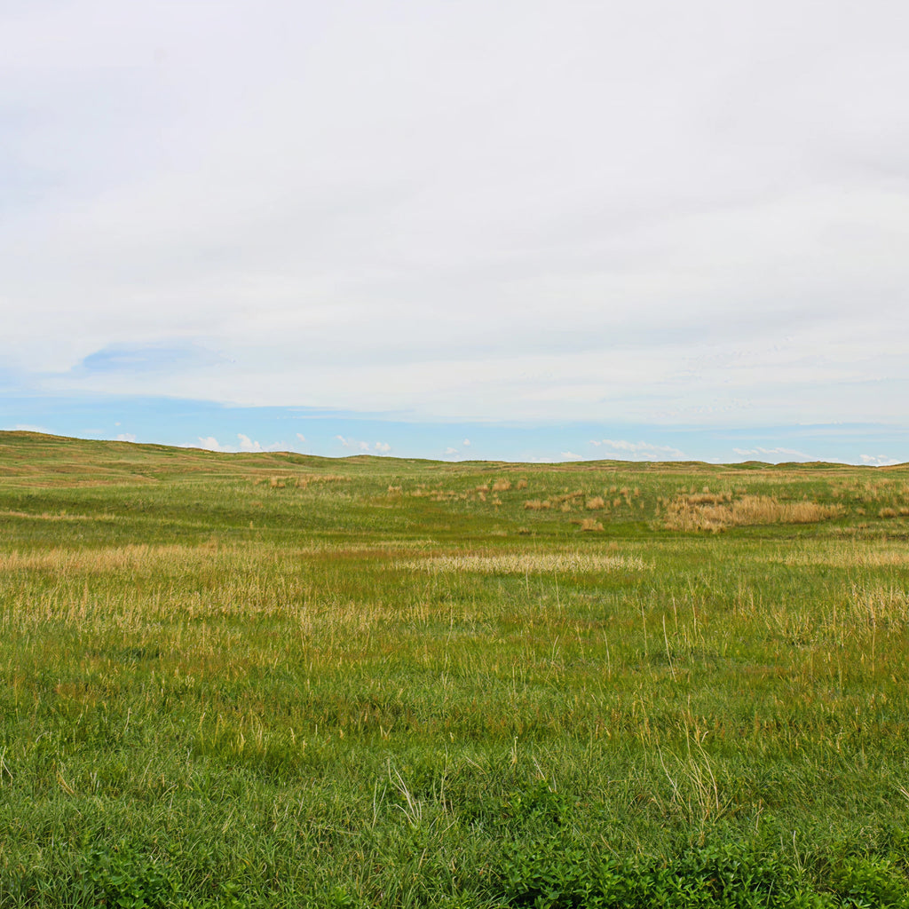 Sandhills Upland Hunt: 2-Day Trip for Two