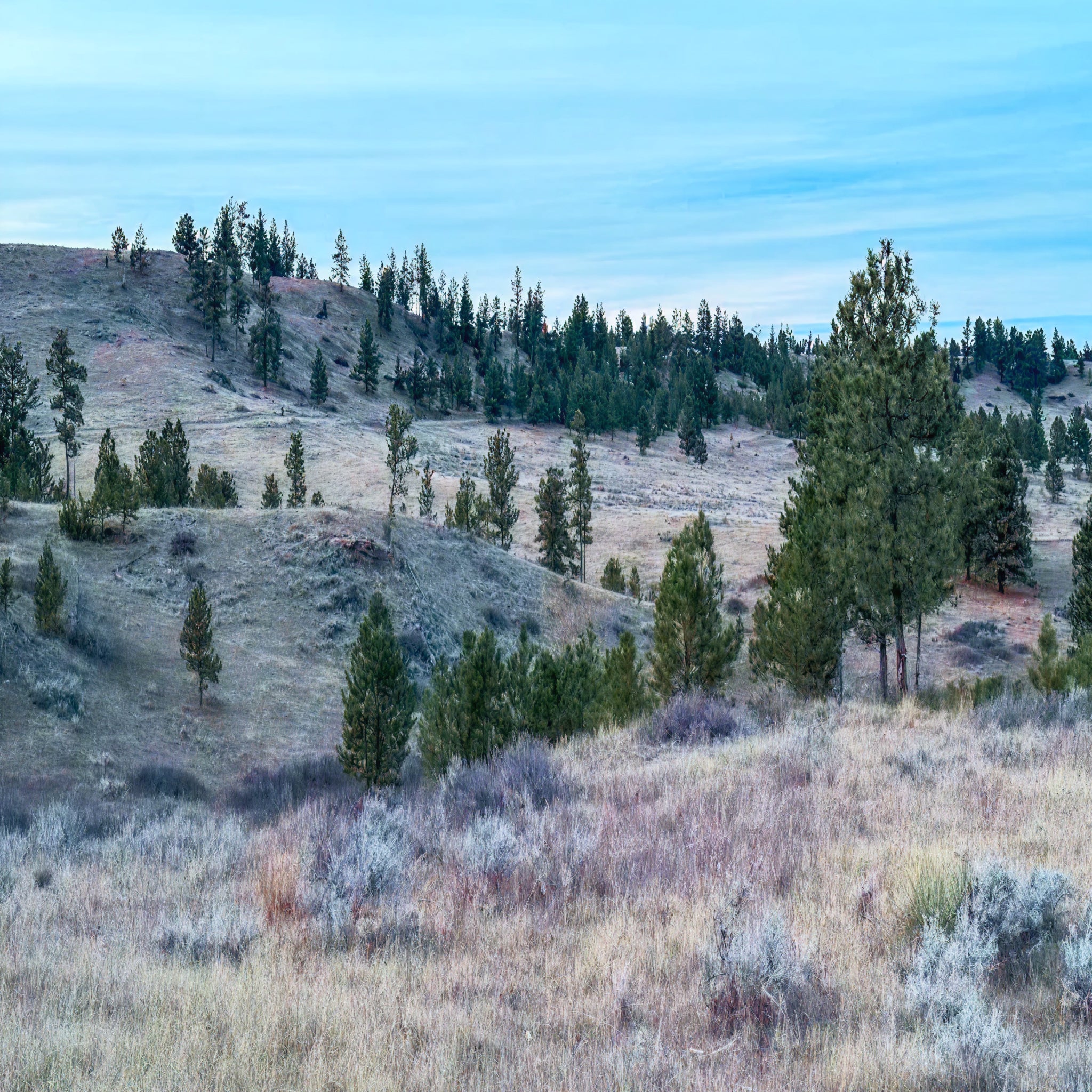 2 Person, 3 Day Merriam's Turkey Hunt with Camping in Forsyth, MT