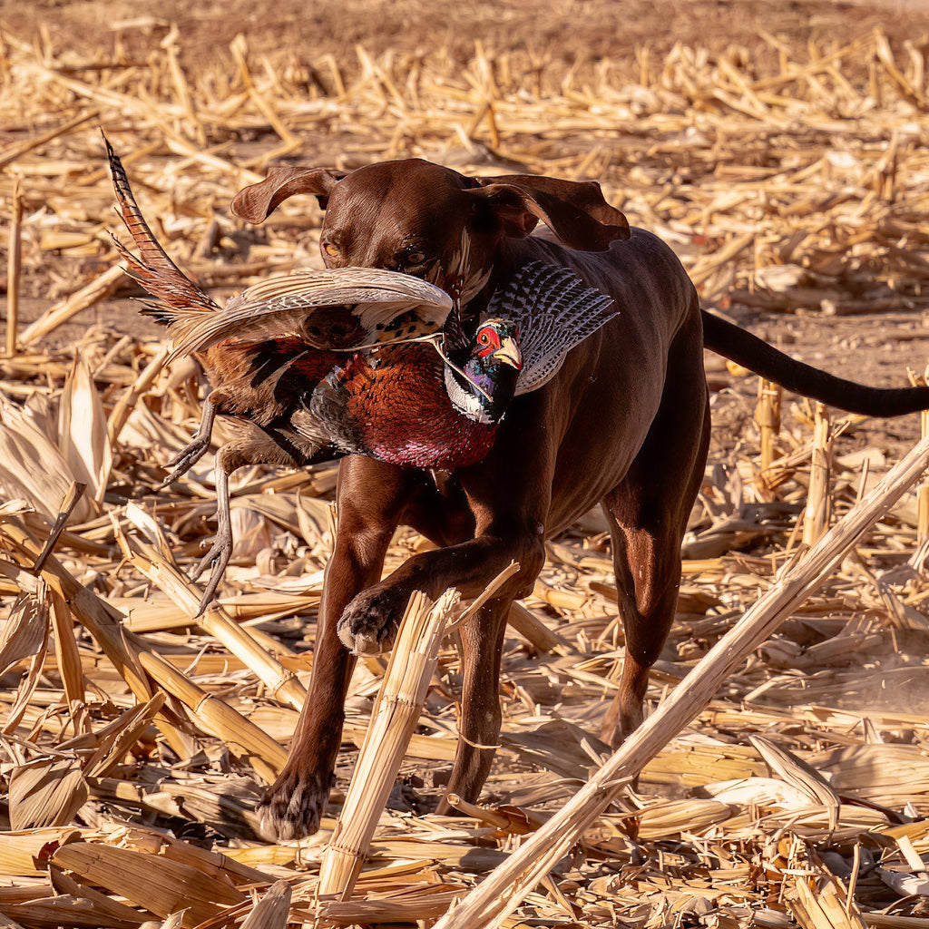 2 Person, 3 Day Pheasant and Quail Hunt with Lodging in Leoti, KS