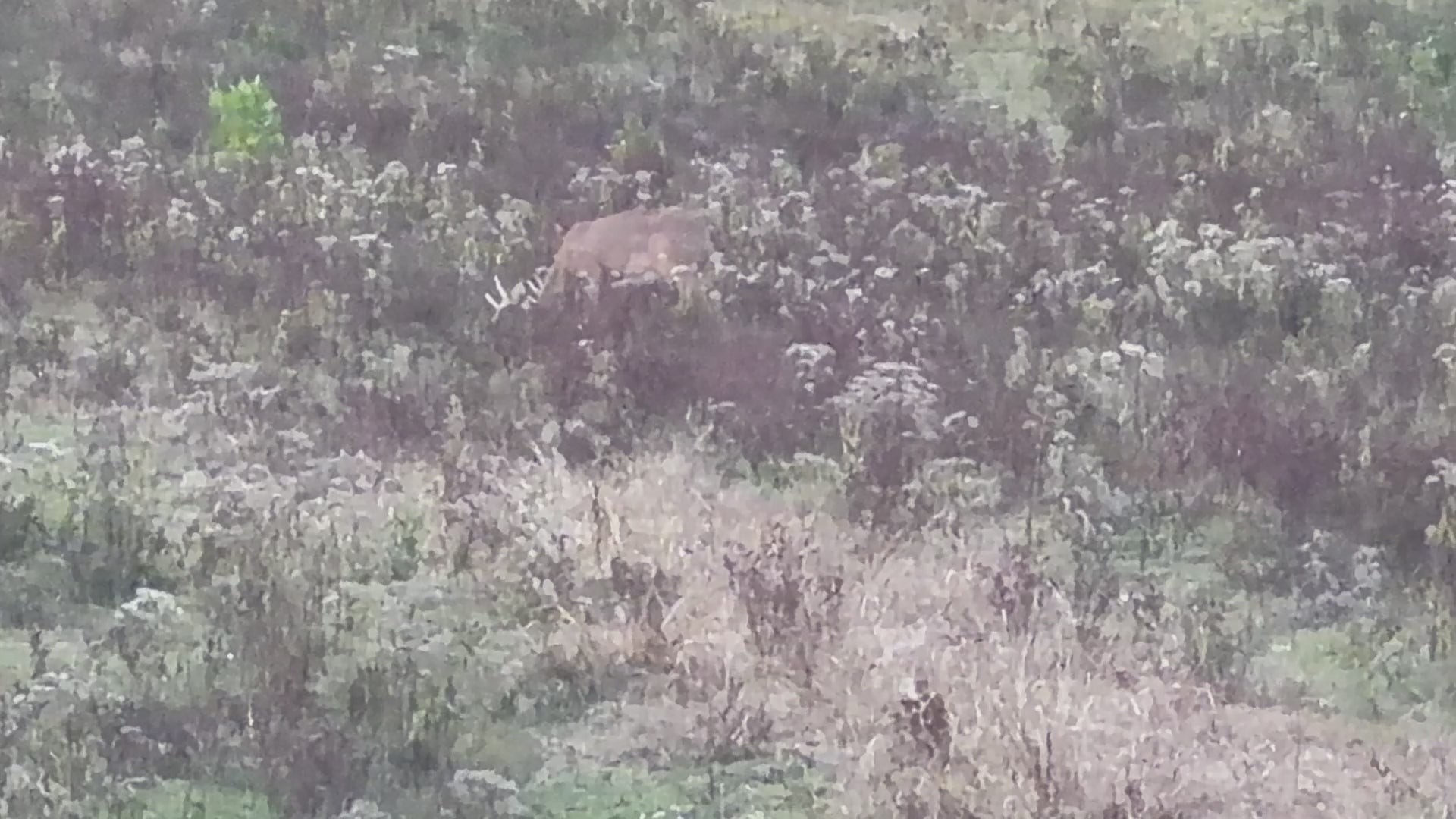 Opening Weekend at Chambers Pond: Whitetail Hunt for Two